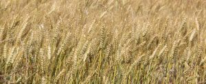 photo d'un champ de blé bien mûr