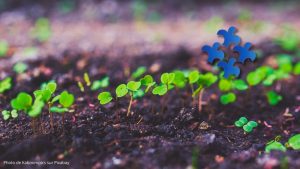 Photo de graines qui germent avec le logo de Tous Disciples en Mission