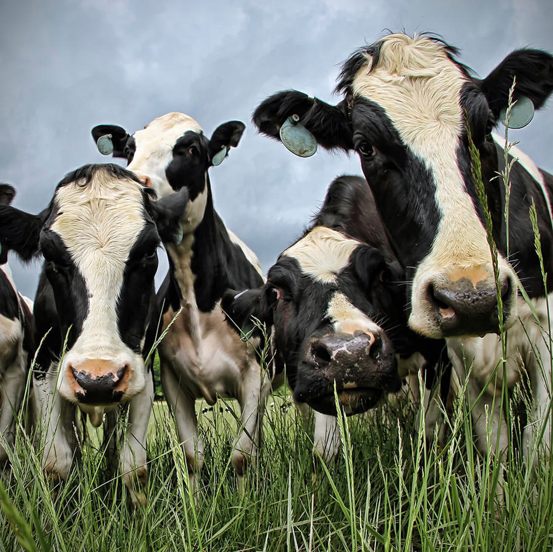 Photo de vaches regardant l'objectif