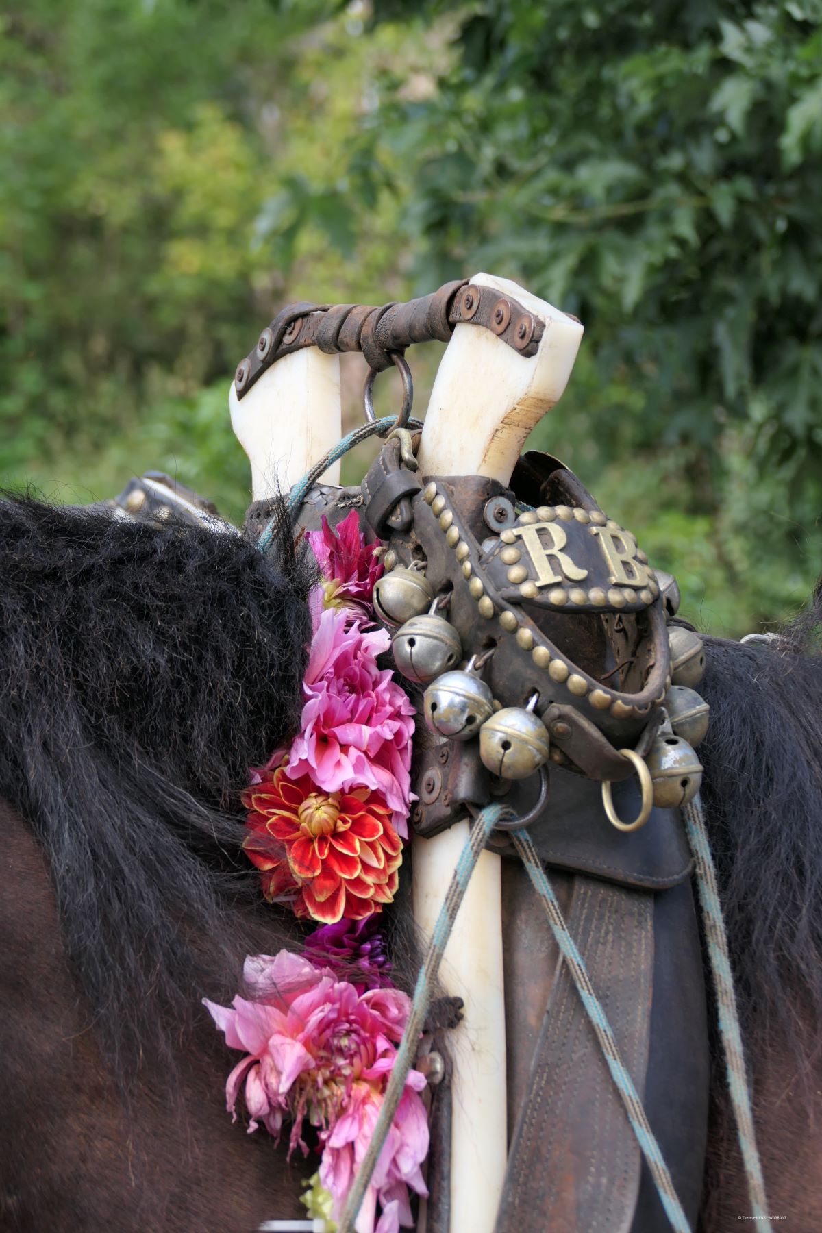 Décoration des chevaux tiriant le char de Saint Barthélémy