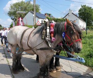Les deux chevaux brabançons qui tirent le char de Saint Barthélémy à Bousval en 2024
