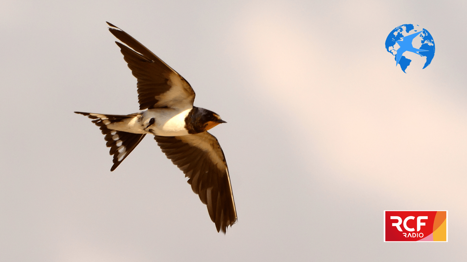 Photo d'une Hirondelle, illustrant le podcast de 1RCF sur l'asbl L'Hirondelle
