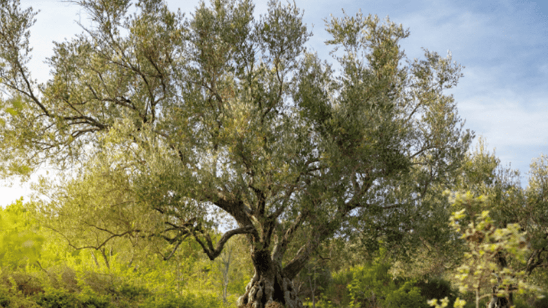 bannière montrant un très vieil arbre.
